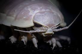 Isopod close-up